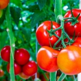 Kako pravilno formirati paradajz u dvije stabljike u stakleniku